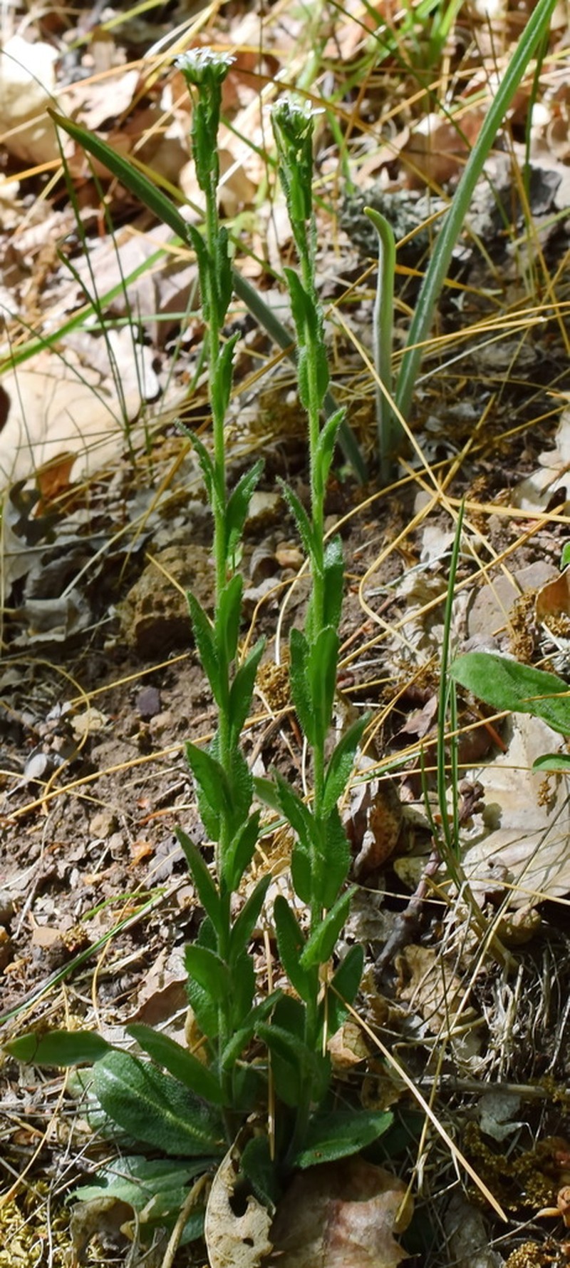 Arabis sagittata photo 6