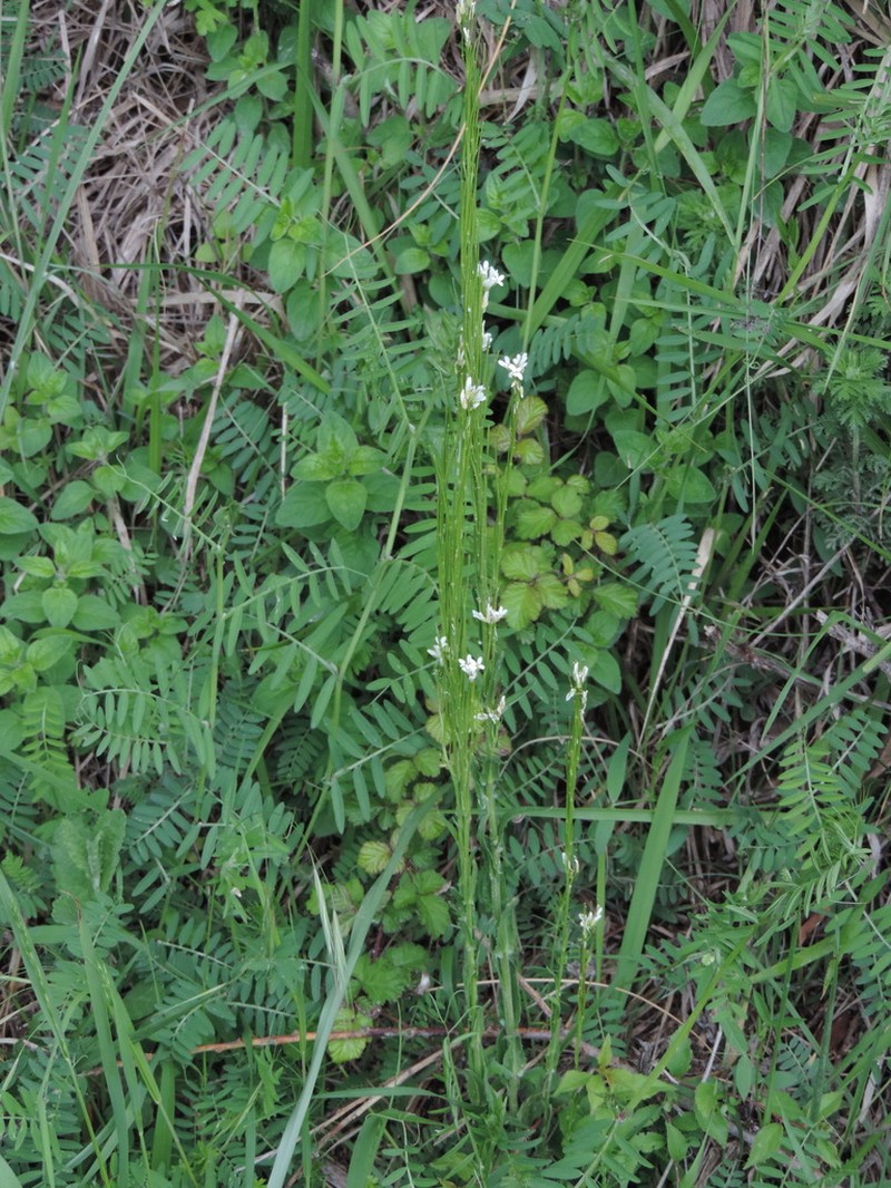 Arabis sagittata photo 7