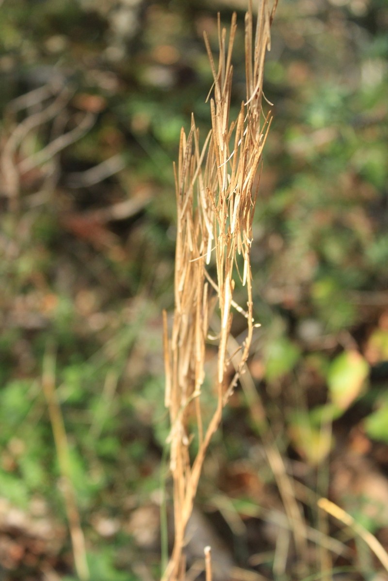 Arabis sagittata photo 8