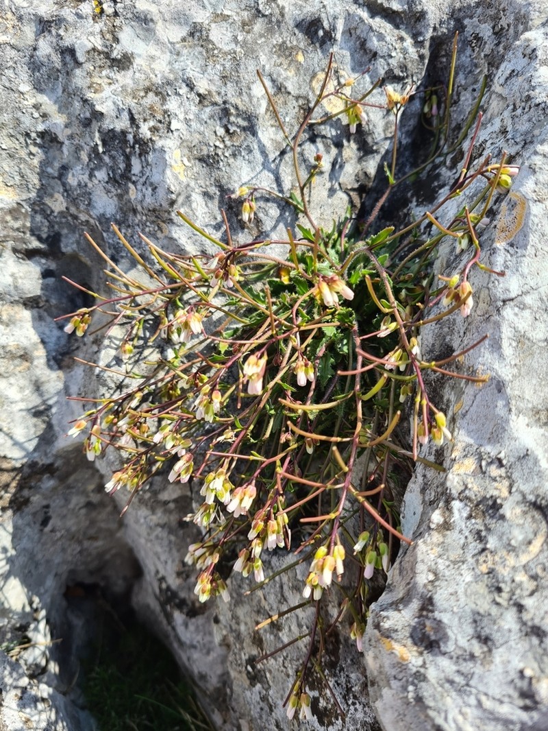 Arabis scabra