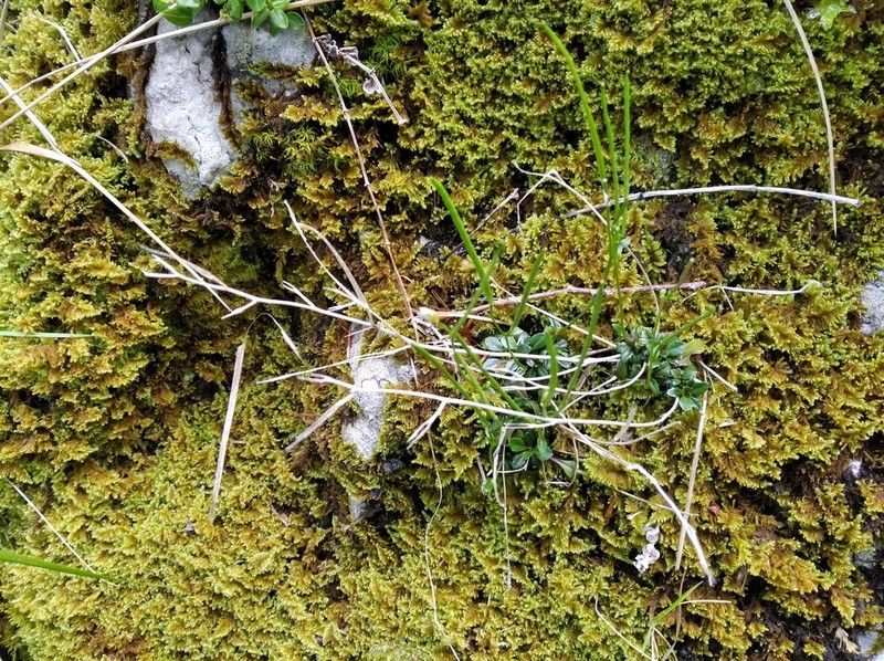 Arabis scabra photo 2