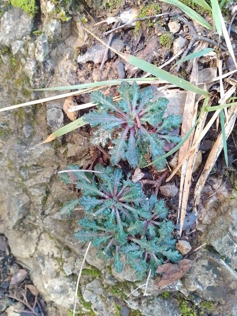 Arabis scabra photo 3