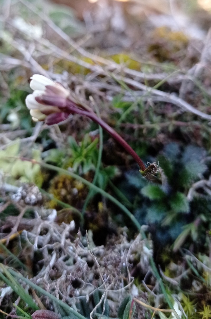 Arabis scabra photo 4