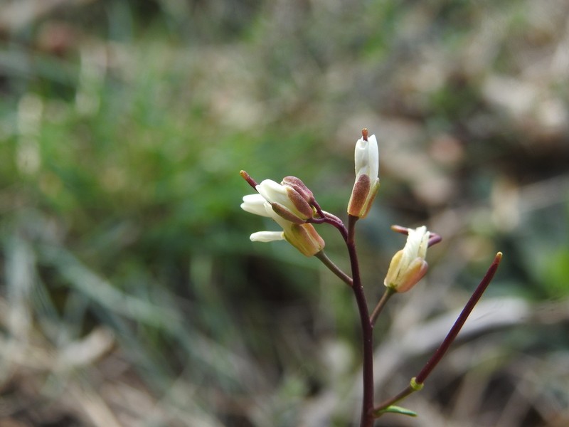Arabis scabra photo 5