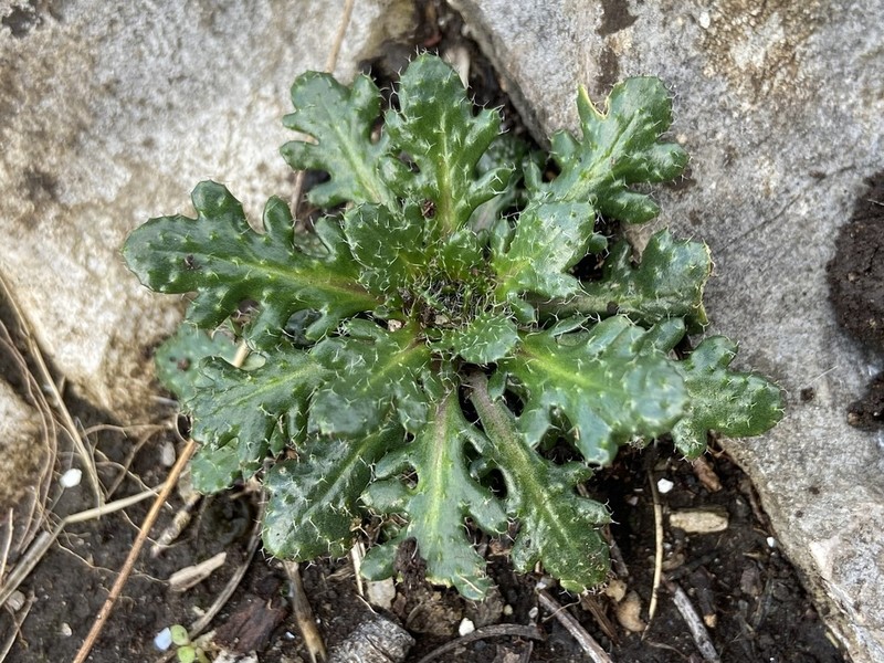 Arabis scabra photo 6