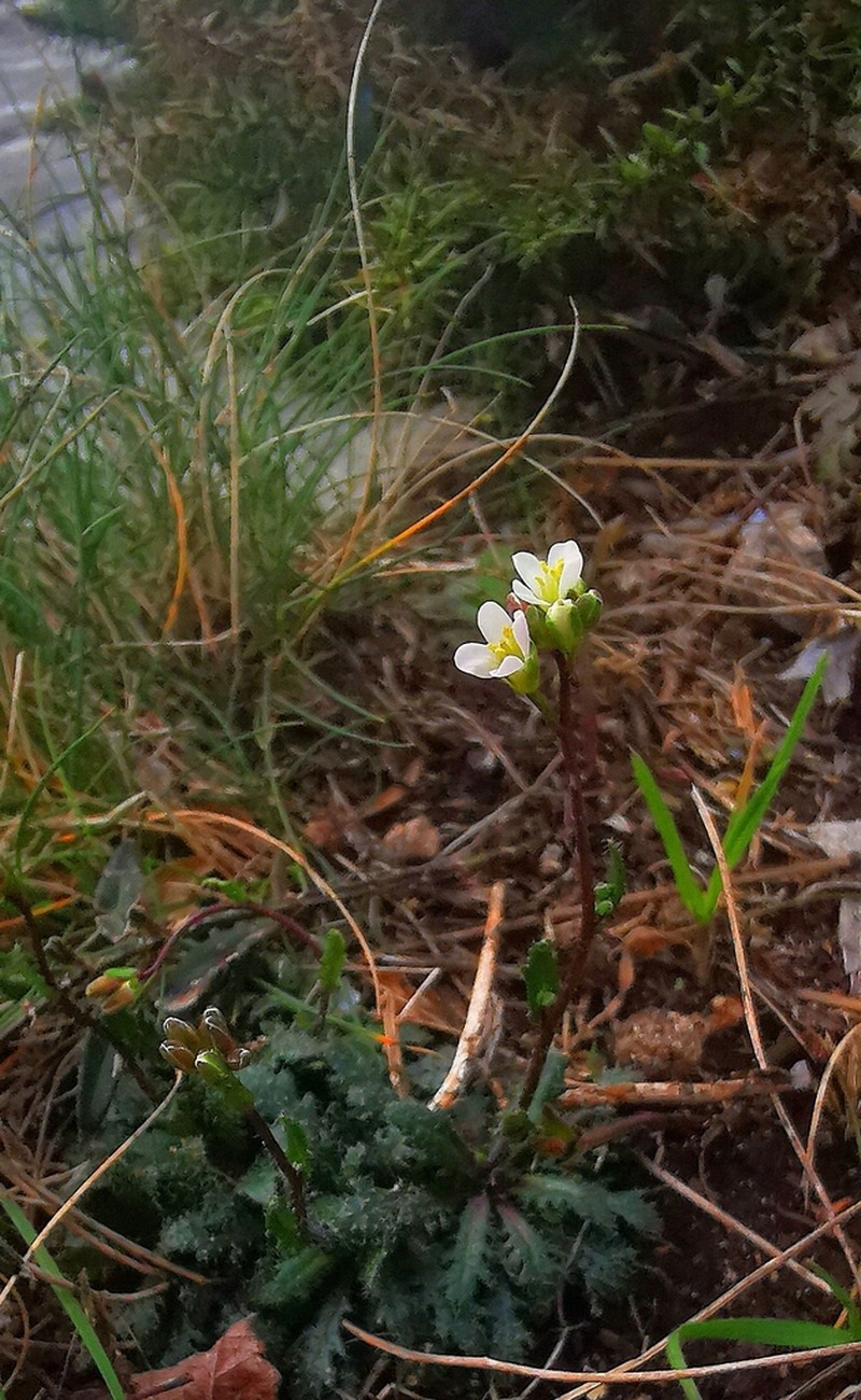 Arabis scabra photo 7