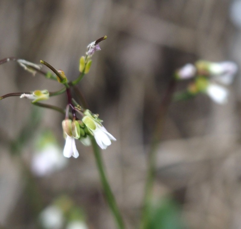 Arabis scabra photo 8