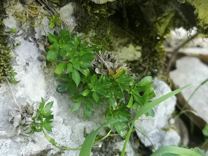 Arabis scopoliana