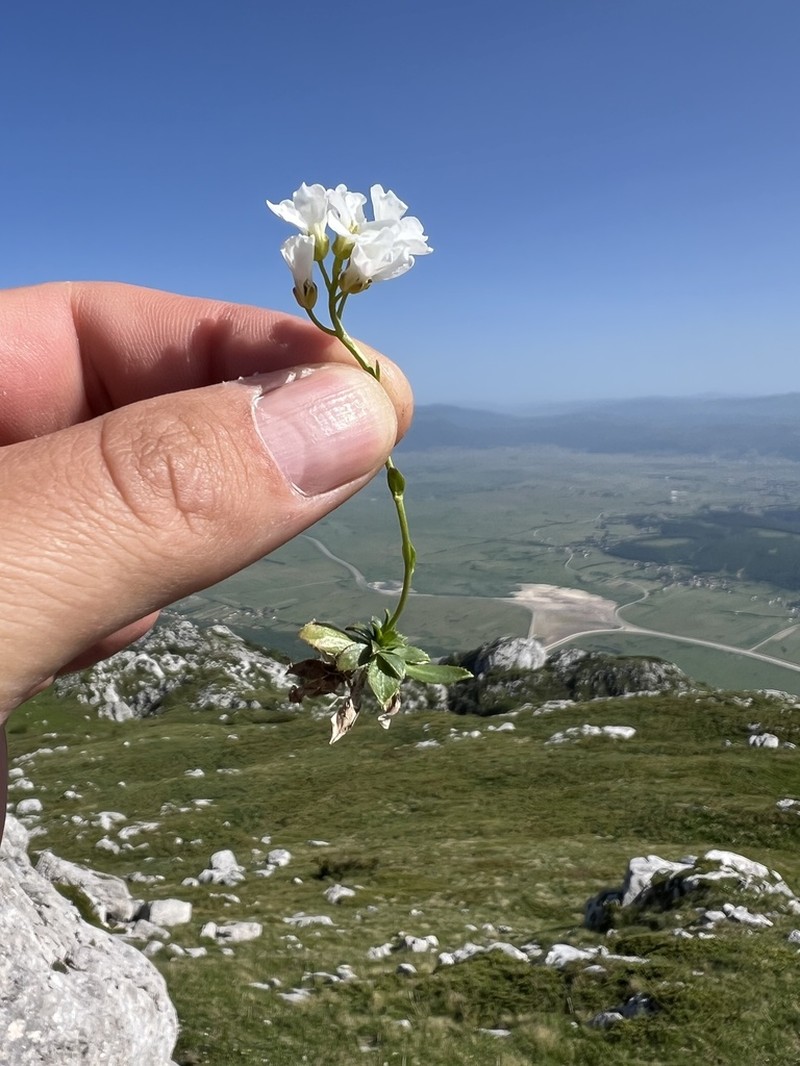 Arabis scopoliana photo 2