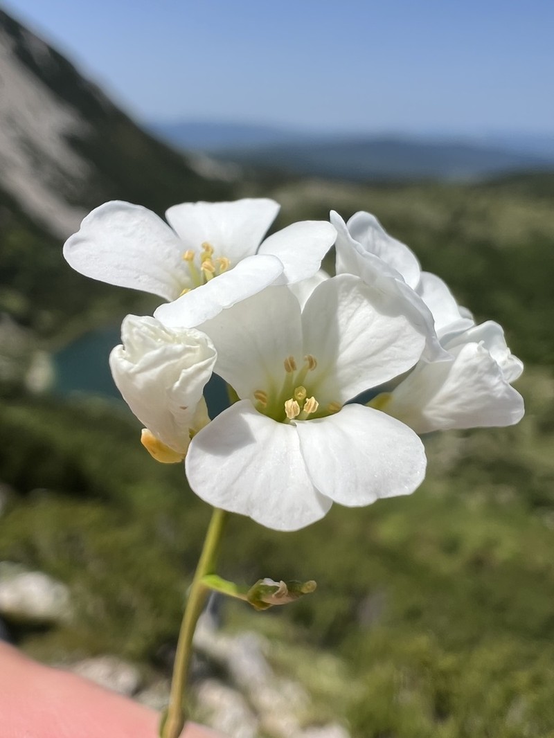 Arabis scopoliana photo 3