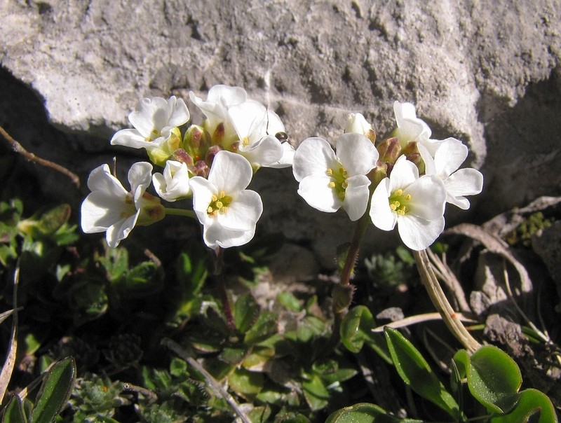 Arabis scopoliana photo 4
