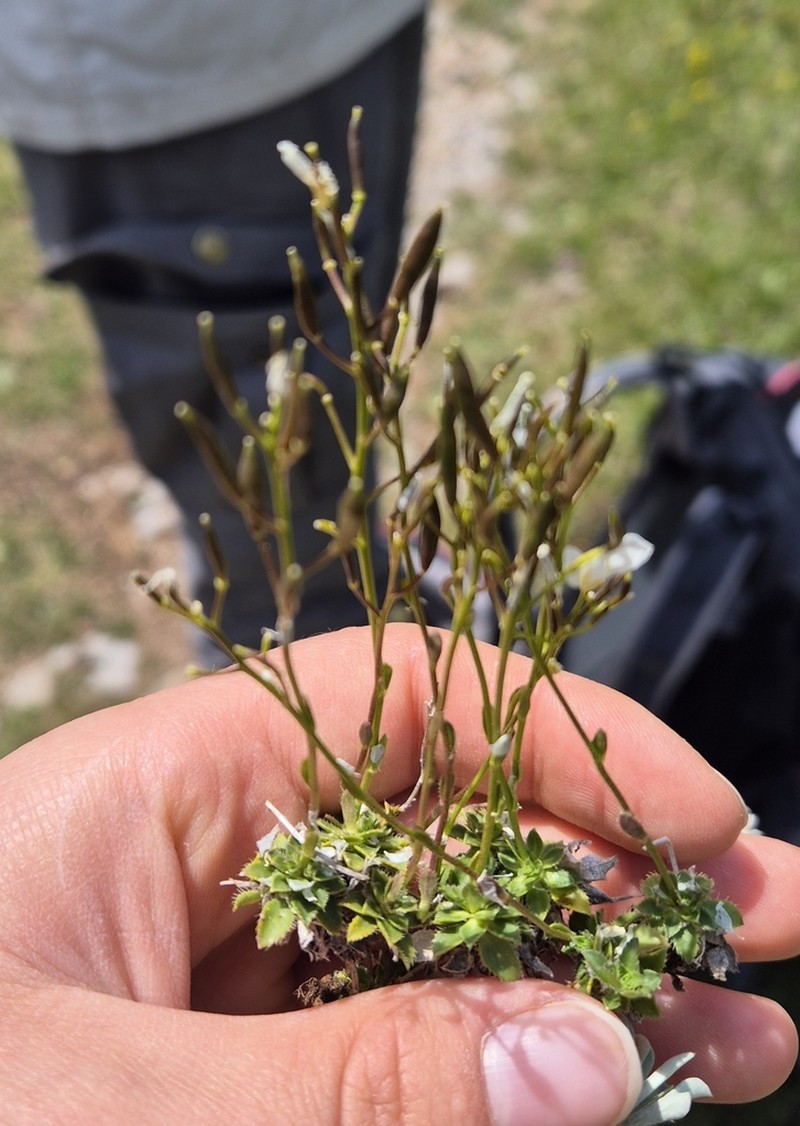 Arabis scopoliana photo 5