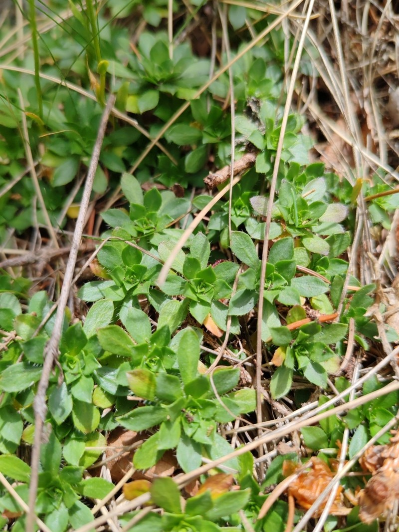 Arabis scopoliana photo 6