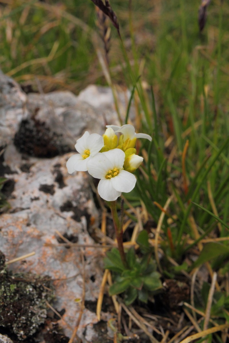 Arabis scopoliana photo 7