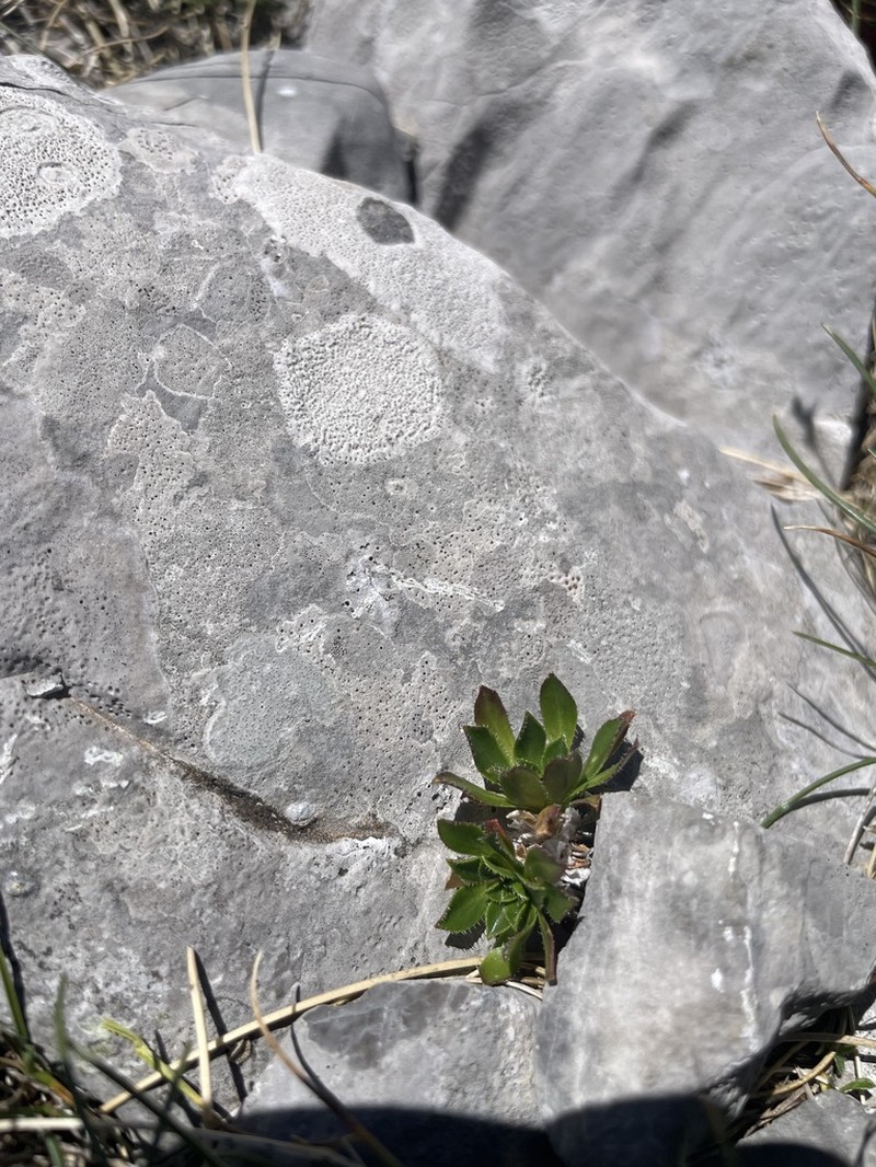 Arabis scopoliana photo 8