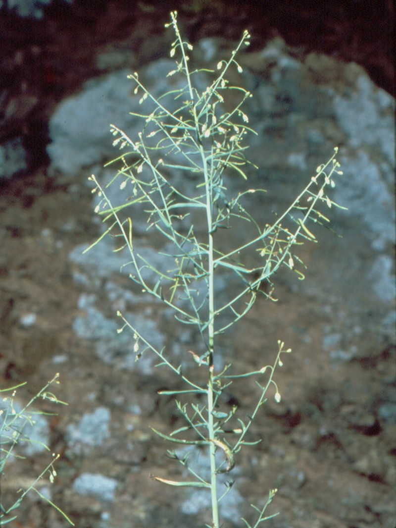 Shale Barren Rockcress