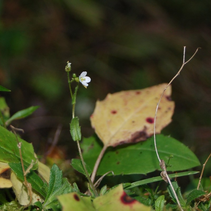 Arabis serpillifolia photo 2