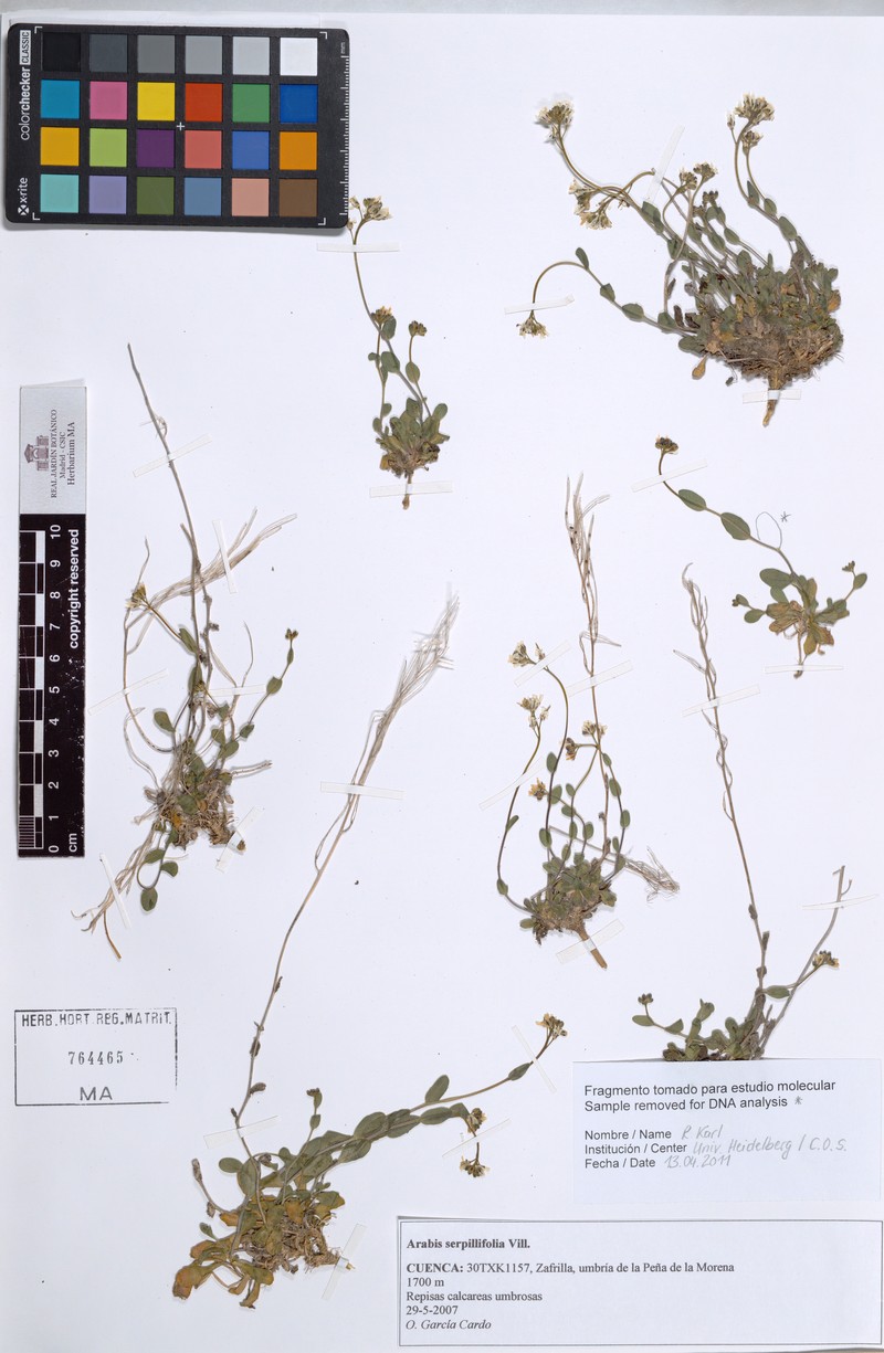 Arabis serpillifolia photo 3