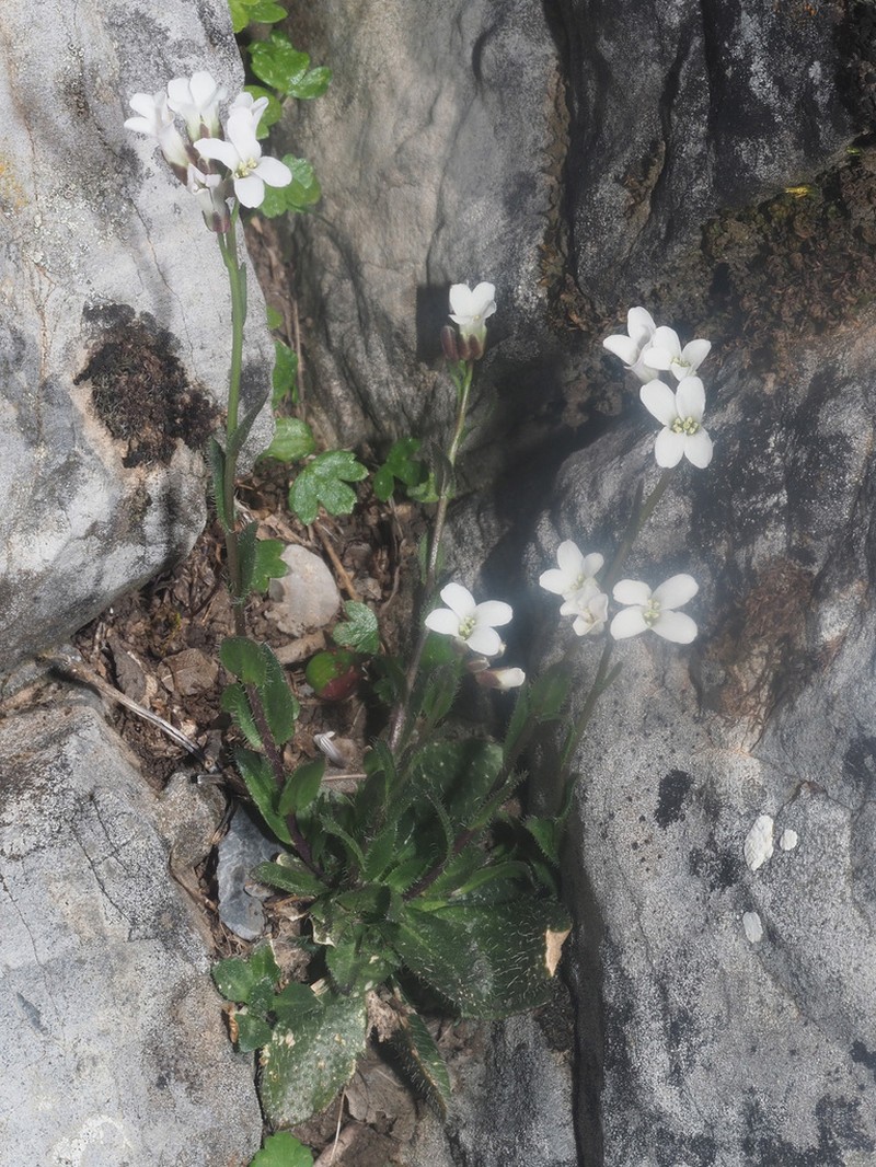 Arabis serpillifolia