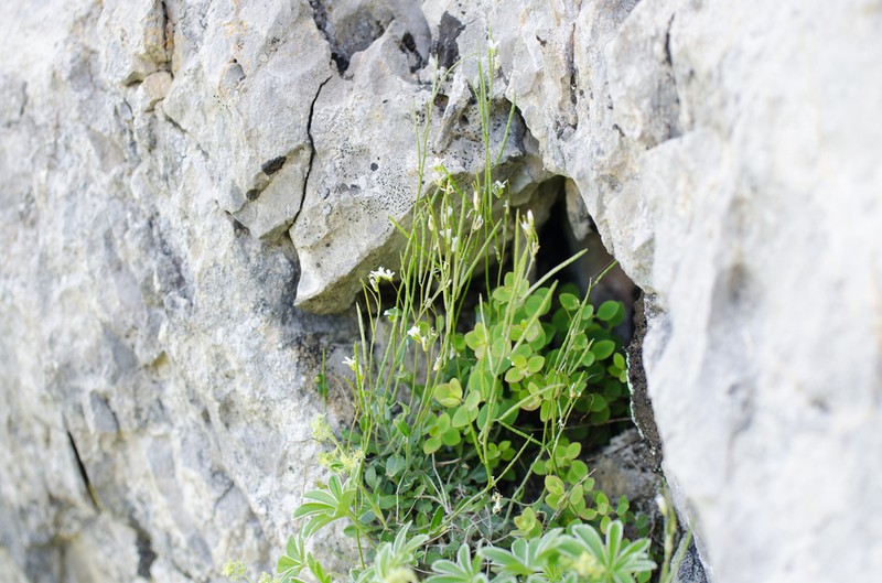 Arabis serpillifolia photo 4