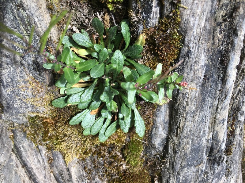 Arabis serrata