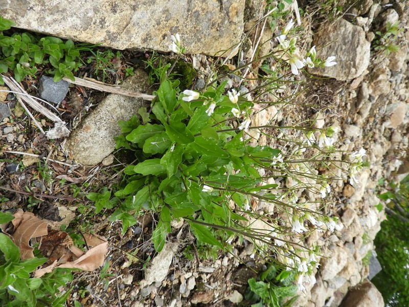 Arabis serrata photo 2