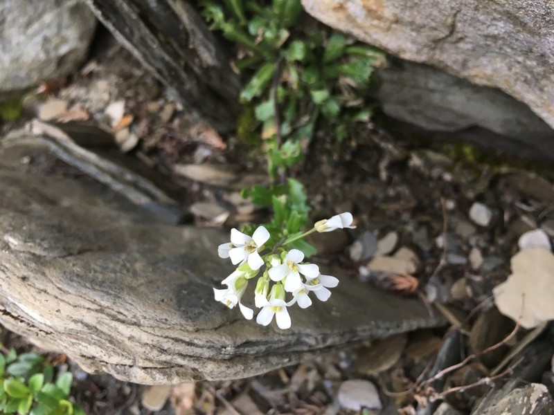 Arabis serrata photo 3