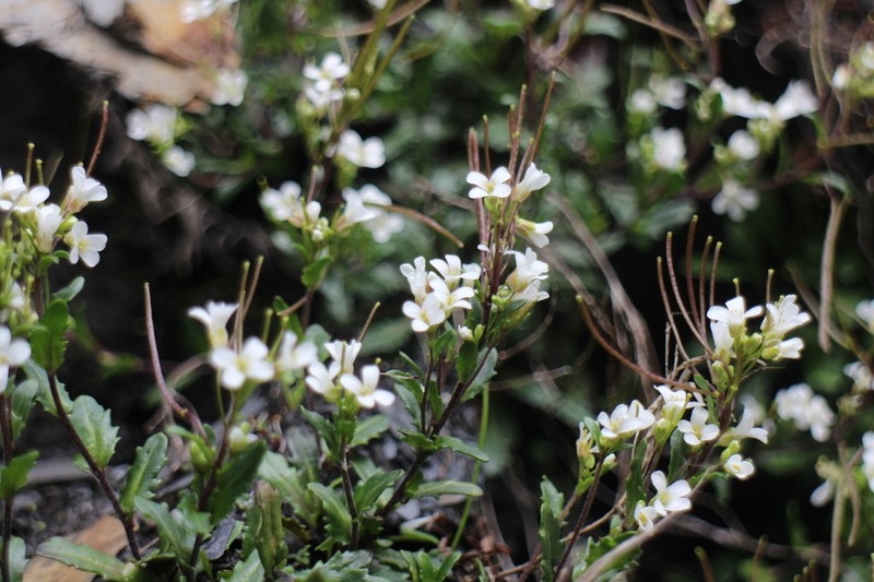Arabis serrata photo 4