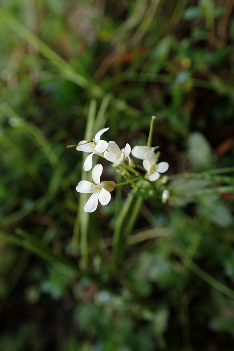 Arabis serrata photo 5
