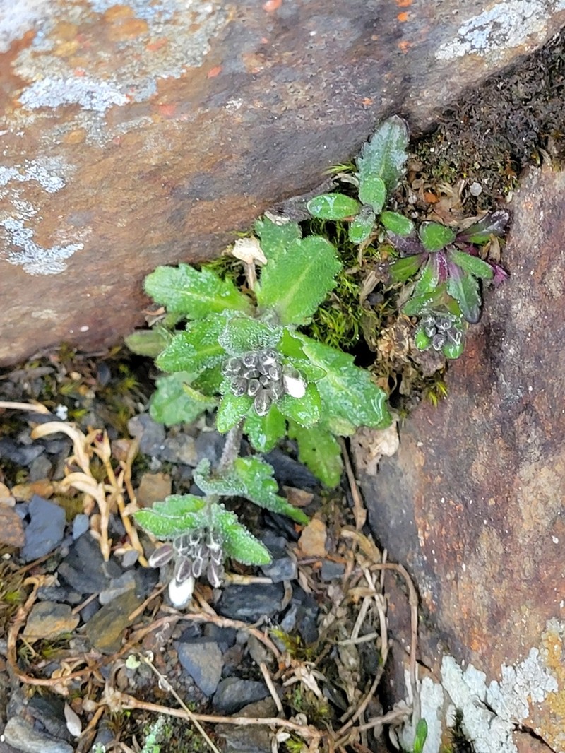 Arabis serrata photo 6