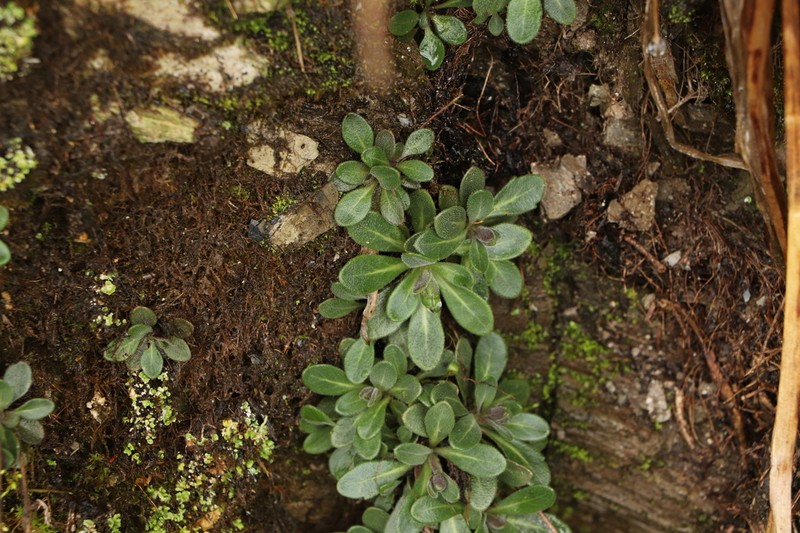 Arabis serrata photo 7