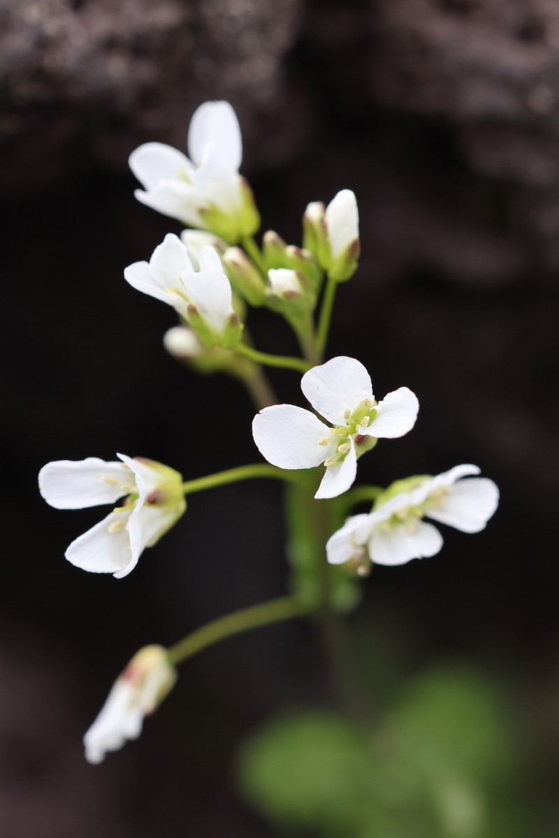 Arabis serrata photo 8