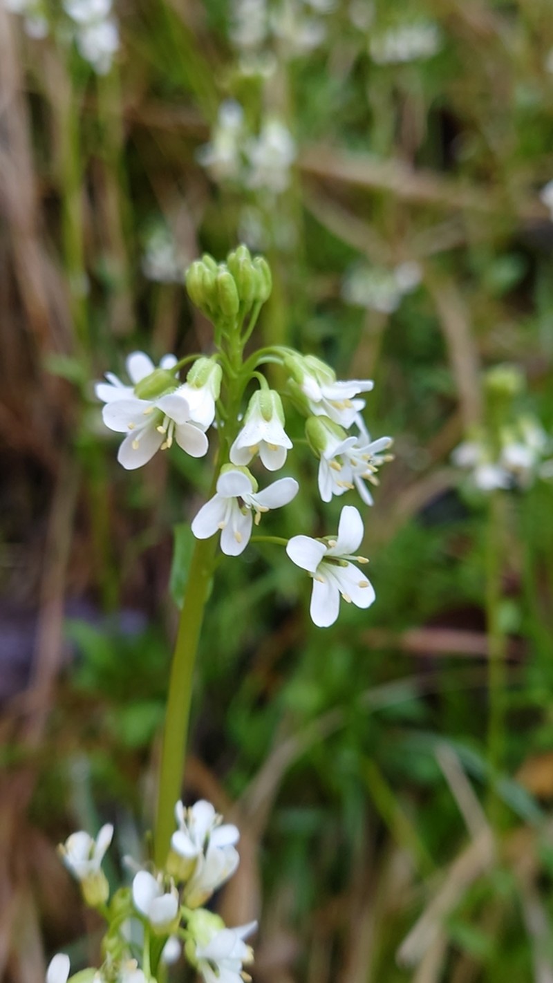 Arabis soyeri