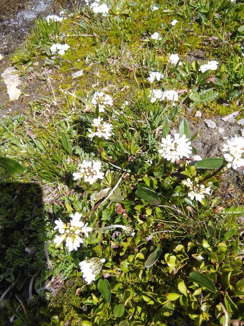 Arabis soyeri photo 2