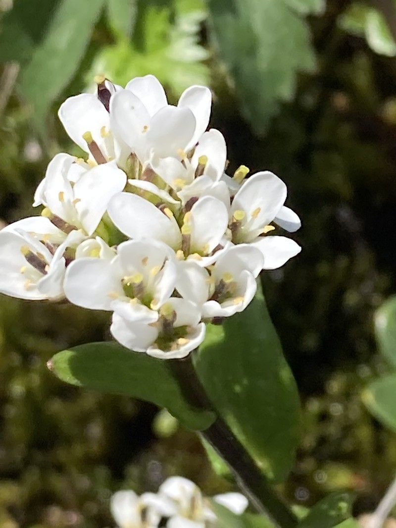 Arabis soyeri photo 3