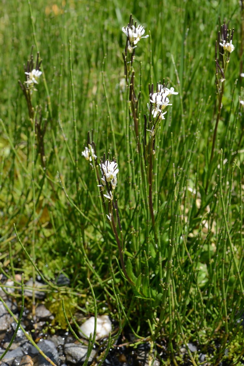 Arabis soyeri photo 4