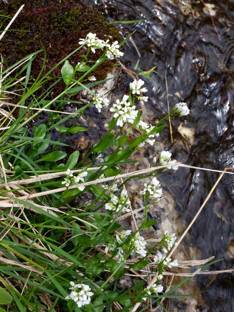 Arabis soyeri photo 5