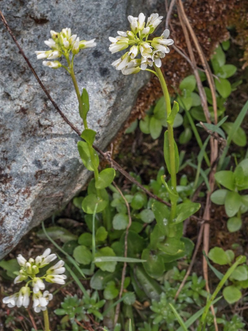 Arabis soyeri photo 6