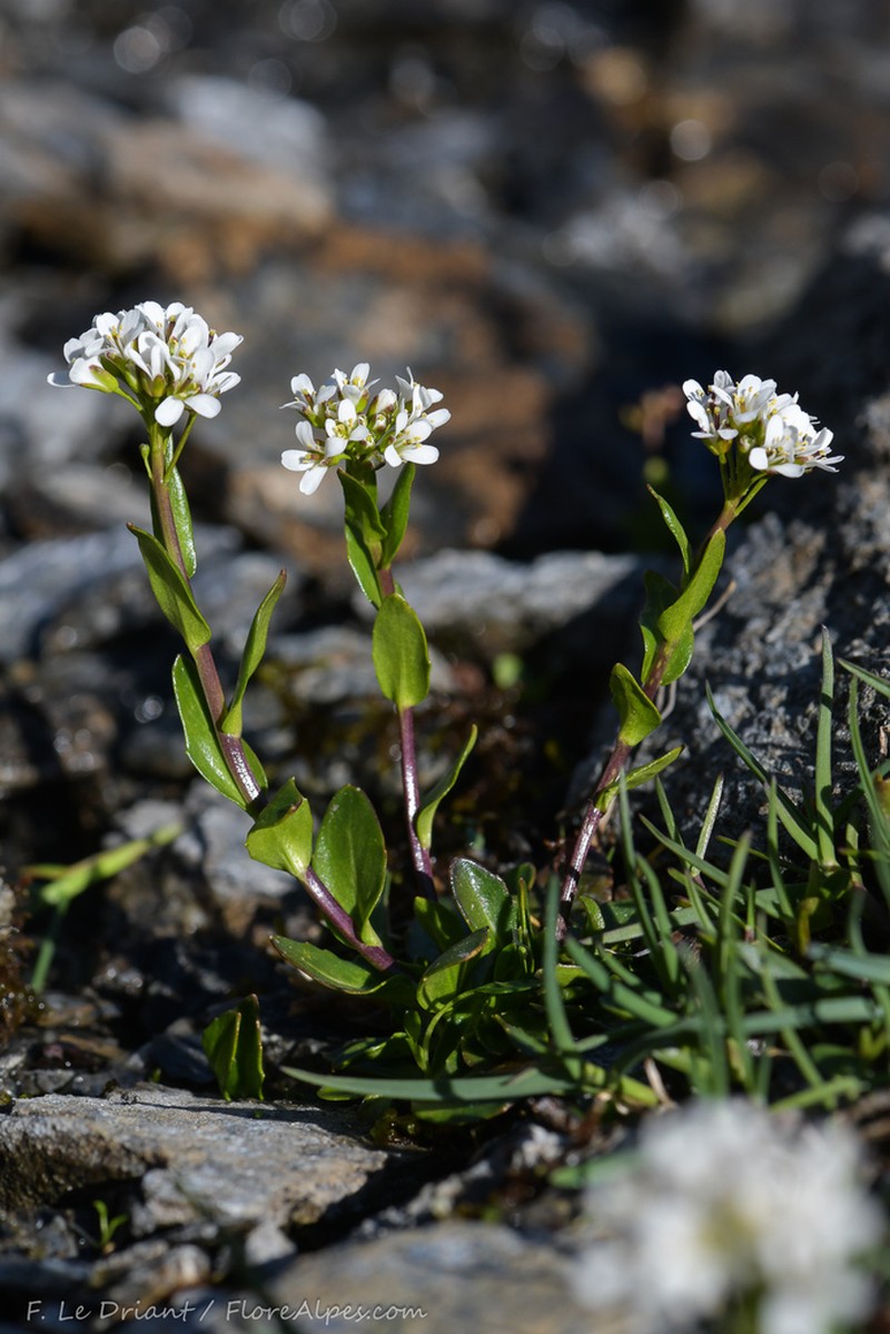 Arabis soyeri photo 7