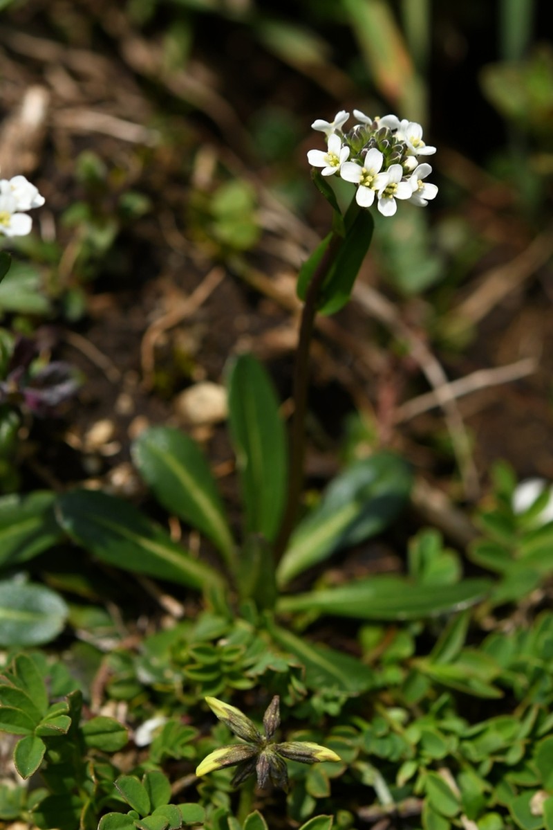 Arabis soyeri photo 8