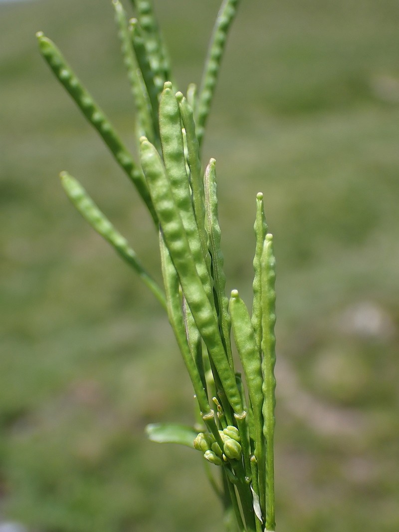 Arabis soyeri subsp. soyeri