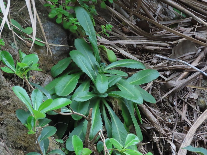 Arabis stelleri