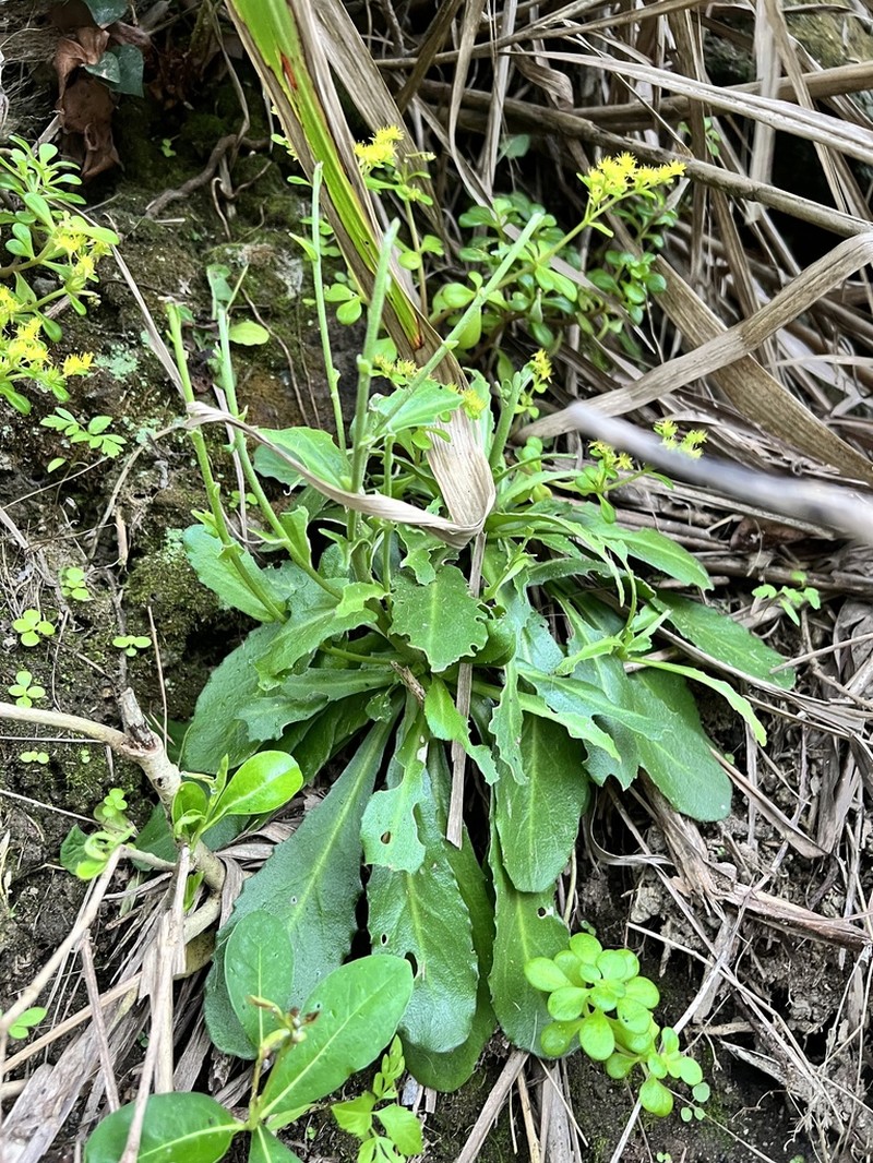 Arabis stelleri photo 2