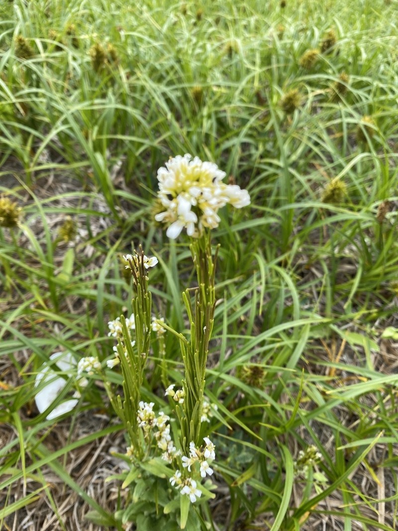 Arabis stelleri photo 3
