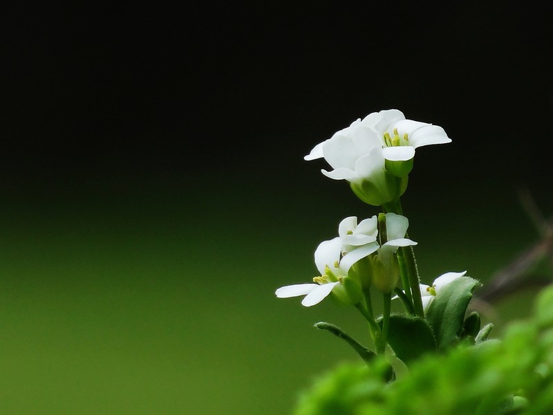Arabis stelleri photo 4