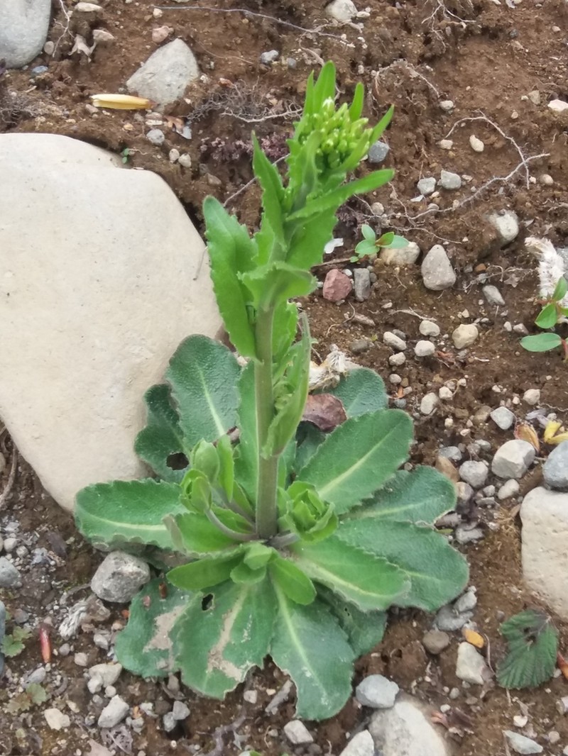 Arabis stelleri photo 6