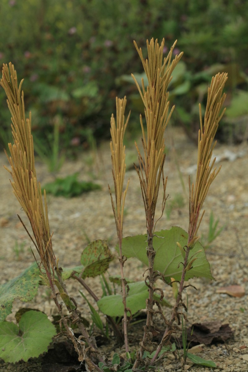 Arabis stelleri photo 8