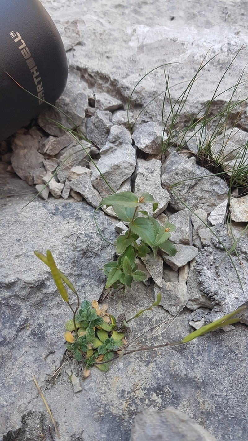 Arabis stellulata