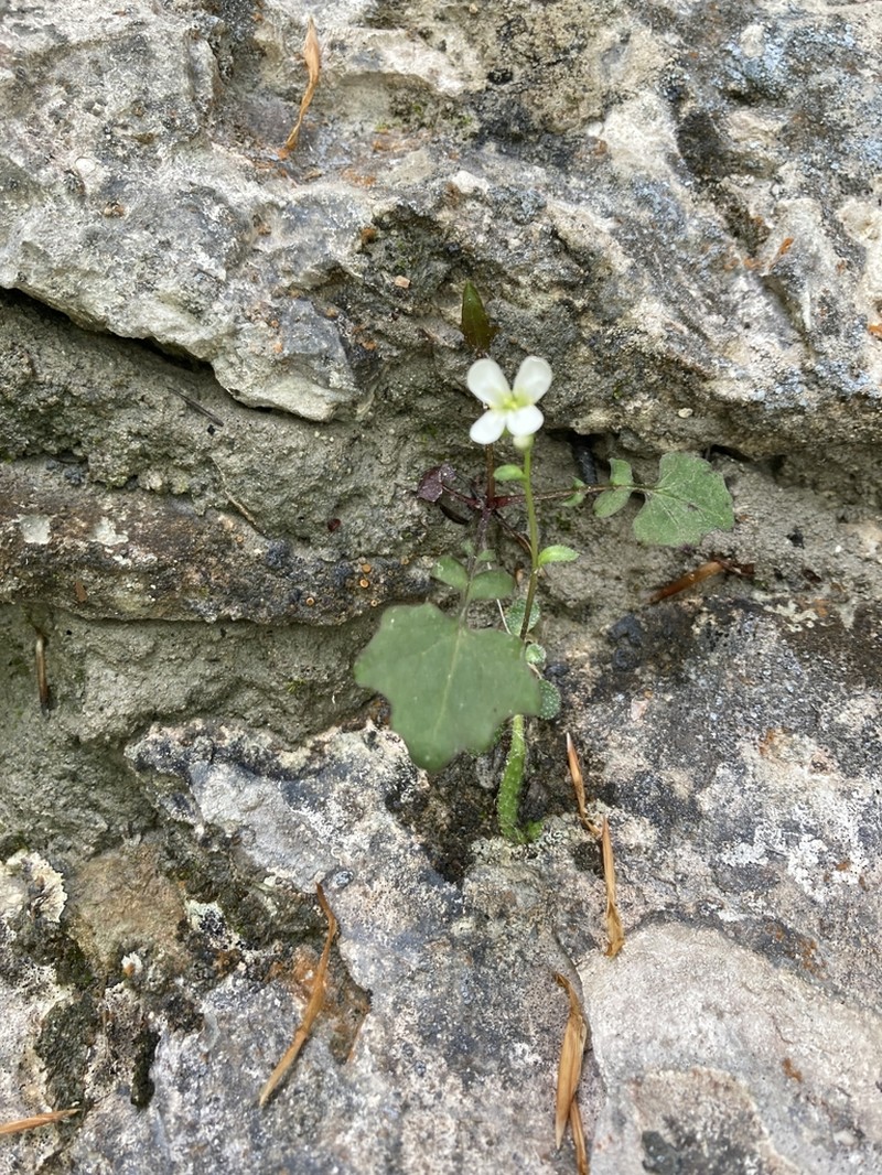Arabis stellulata photo 2