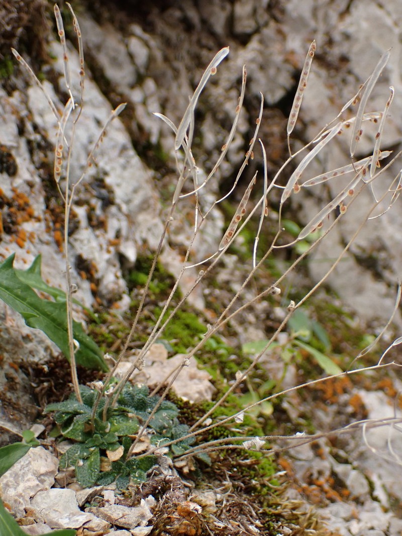 Arabis stellulata photo 3